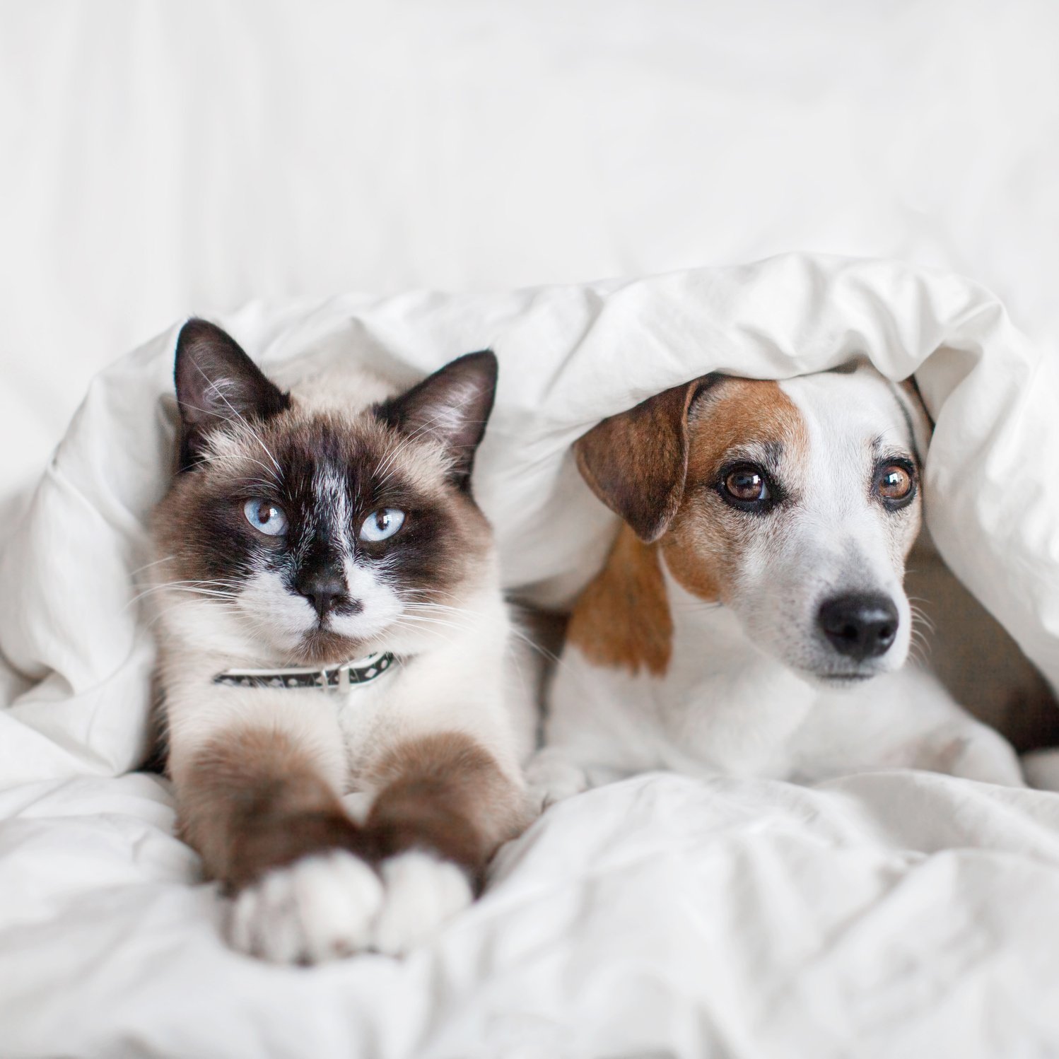 Dog and cat under white blanket