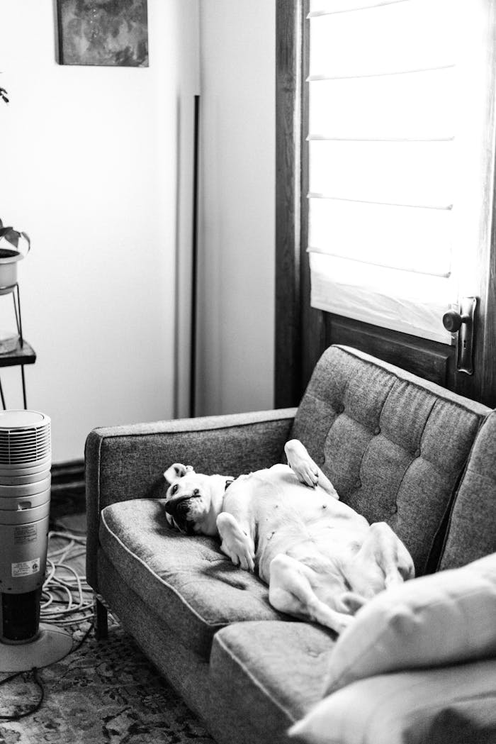A dog comfortably relaxes on a sofa in a bright, cozy room, creating a tranquil atmosphere.