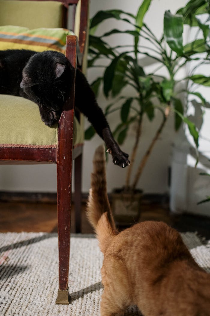 Two playful domestic cats interacting in a cozy, plant-filled indoor setting.